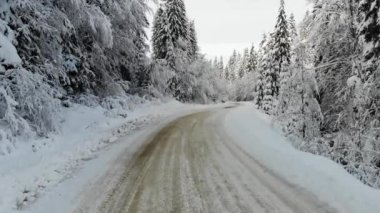 First snow on the mountain forest trees, winter driving plate.Driving pov at the first snow of winter on a beautiful mountain fir forest road on a sunny morning.