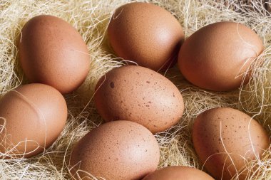 Organik yumurta saman içinde döşeme