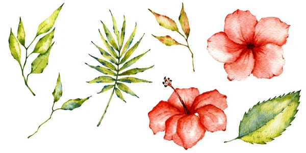 Συλλογή Νερομπογιάς Ζωγραφισμένα Στο Χέρι Τροπικά Φύλλα Και Λουλούδια — Φωτογραφία Αρχείου