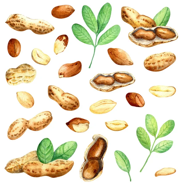 Suluboya yemek sanatı. Yapraklı ve kabuklu fıstık koleksiyonu.