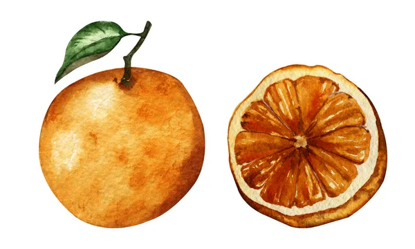 Illustration Aquarelle Dessinée Main Orange Douce Une Tranche Fruits — Photo