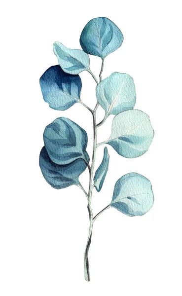 Kézzel Festett Akvarell Illusztráció Eukaliptusz Gallyak Levelekkel Virágokkal Fehér Alapon — Stock Fotó
