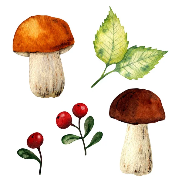 Ilustração Aquarela Presentes Outono Colheita Conjunto Bagas Cogumelos — Fotografia de Stock