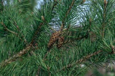 Spruce şubesi. Çam iğneli güzel bir ladin dalı. Doğadaki Noel ağacı. Ladin yeşili. Spruce yakın plan..