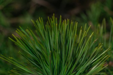 Spruce şubesi. Çam iğneli güzel bir ladin dalı. Doğadaki Noel ağacı. Ladin yeşili. Spruce yakın plan..