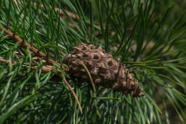 Spruce şubesi. Çam iğneli güzel bir ladin dalı. Doğadaki Noel ağacı. Ladin yeşili. Spruce yakın plan..