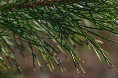 Spruce şubesi. Çam iğneli güzel bir ladin dalı. Doğadaki Noel ağacı. Ladin yeşili. Spruce yakın plan..