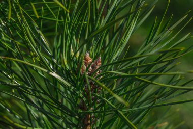Spruce şubesi. Çam iğneli güzel bir ladin dalı. Doğadaki Noel ağacı. Ladin yeşili. Spruce yakın plan..