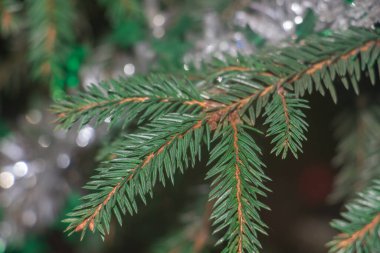 Spruce şubesi. Çam iğneli güzel bir ladin dalı. Doğadaki Noel ağacı. Ladin yeşili. Spruce yakın plan..
