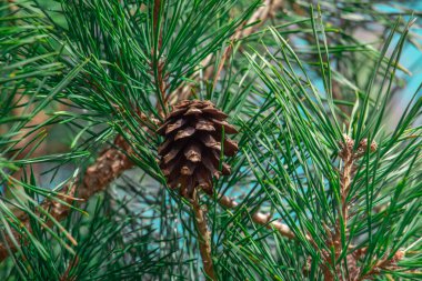 Spruce şubesi. Çam iğneli güzel bir ladin dalı. Doğadaki Noel ağacı. Ladin yeşili. Spruce yakın plan..