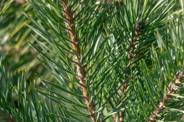 Spruce şubesi. Çam iğneli güzel bir ladin dalı. Doğadaki Noel ağacı. Ladin yeşili. Spruce yakın plan..