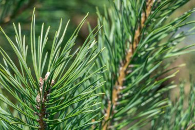 Spruce şubesi. Çam iğneli güzel bir ladin dalı. Doğadaki Noel ağacı. Ladin yeşili. Spruce yakın plan..