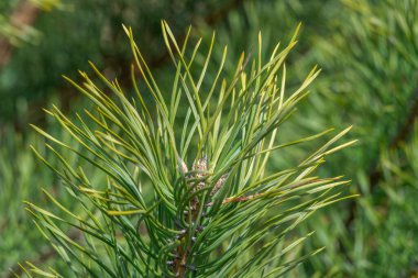 Spruce şubesi. Çam iğneli güzel bir ladin dalı. Doğadaki Noel ağacı. Ladin yeşili. Spruce yakın plan..