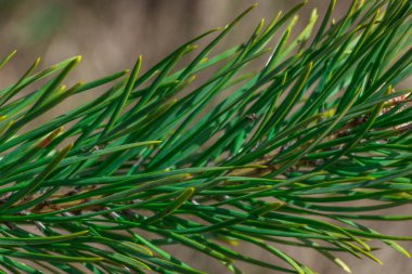 Spruce şubesi. Çam iğneli güzel bir ladin dalı. Doğadaki Noel ağacı. Ladin yeşili. Spruce yakın plan..