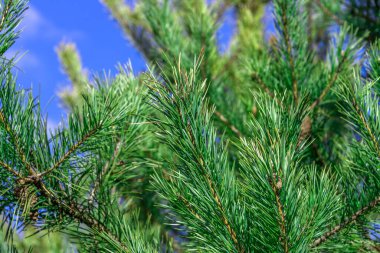 Spruce şubesi. Çam iğneli güzel bir ladin dalı. Doğadaki Noel ağacı. Ladin yeşili. Spruce yakın plan..