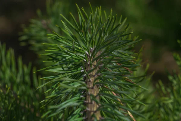 Gałąź Świerkowa Piękna Gałąź Świerkowa Igłami Sosnowymi Choinka Naturze Zielony — Zdjęcie stockowe