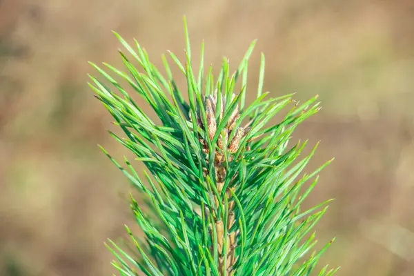 Spruce Branch Beautiful Spruce Branch Pine Needles Christmas Tree Nature — Stock Photo, Image