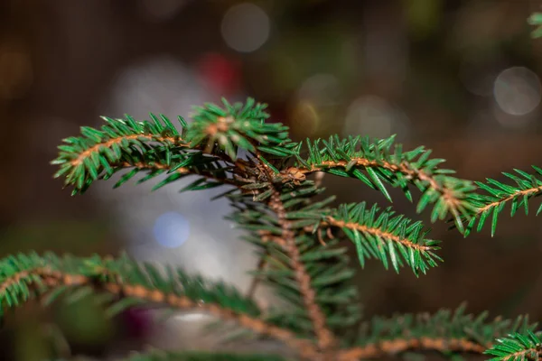 Spruce Branch Beautiful Spruce Branch Pine Needles Christmas Tree Nature — Stock Photo, Image