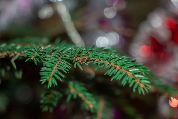 가문비나무가지 솔잎이 아름다운 가문비나무가지 자연의 크리스마스 석류석 클로즈업해서 — 스톡 사진