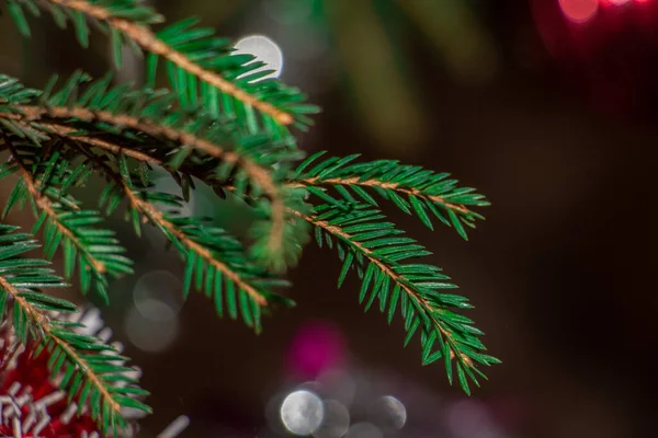 Елочная Ветвь Красивая Ель Сосновыми Иглами Рождественская Елка Природе Елочка — стоковое фото