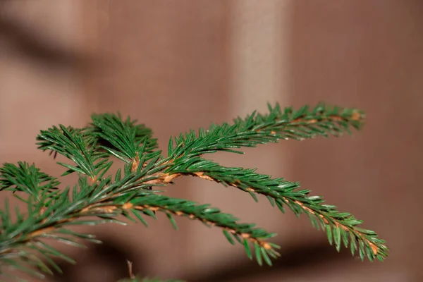 가문비나무가지 솔잎이 아름다운 가문비나무가지 자연의 크리스마스 석류석 클로즈업해서 — 스톡 사진