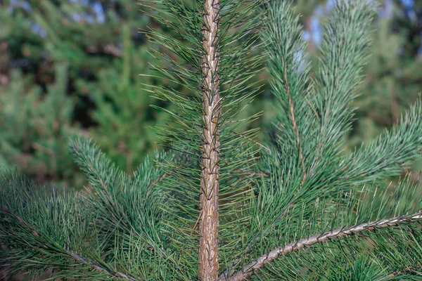 Fichtenzweig Schöner Fichtenzweig Mit Tannennadeln Weihnachtsbaum Der Natur Fichtengrün Fichtennahaufnahme — Stockfoto