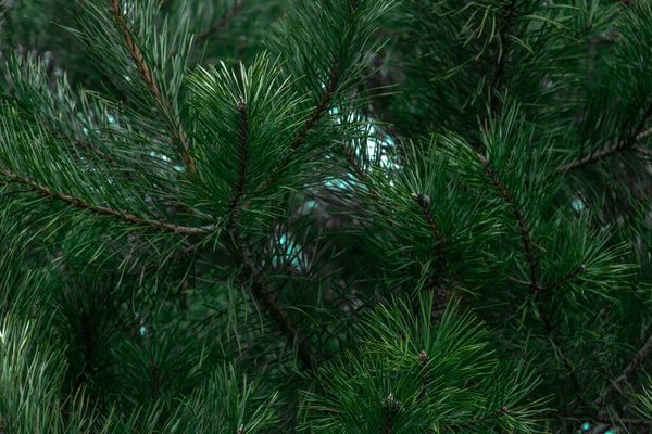 Ramo Abeto Ramo Abeto Bonito Com Agulhas Pinheiro Árvore Natal — Fotografia de Stock