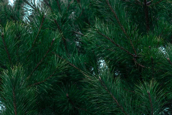 Spruce Branch Beautiful Spruce Branch Pine Needles Christmas Tree Nature — Stock Photo, Image