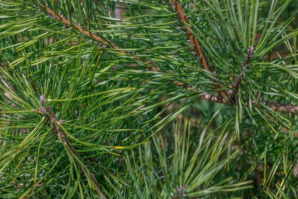 Spruce Branch Beautiful Spruce Branch Pine Needles Christmas Tree Nature — Stock Photo, Image