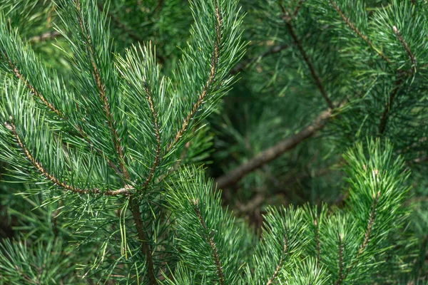 Σπρους Μπραντς Όμορφο Κλαδί Ελάτης Πευκοβελόνες Χριστουγεννιάτικο Δέντρο Στη Φύση — Φωτογραφία Αρχείου