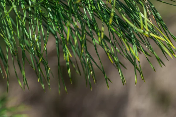 Spruce Branch Beautiful Spruce Branch Pine Needles Christmas Tree Nature — Stock Photo, Image