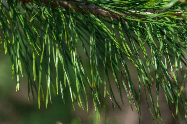 Spruce Branch Beautiful Spruce Branch Pine Needles Christmas Tree Nature — Stock Photo, Image