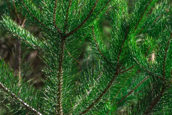 Gałąź Świerkowa Piękna Gałąź Świerkowa Igłami Sosnowymi Choinka Naturze Zielony — Zdjęcie stockowe