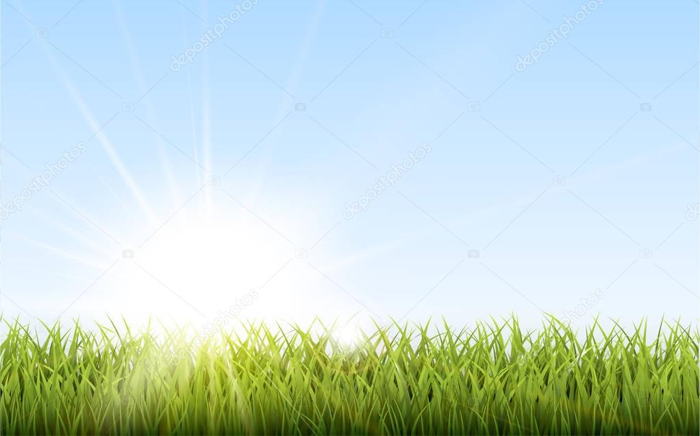 Green Grass Under The Sunlight.