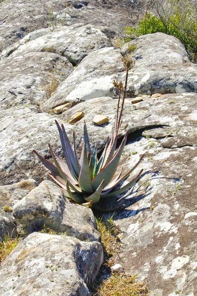 Endemic flower of Madagascar Island