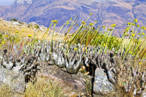 Endemic flower of Madagascar Island