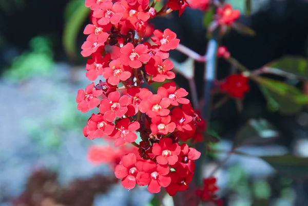 Endemic flower of Madagascar Island