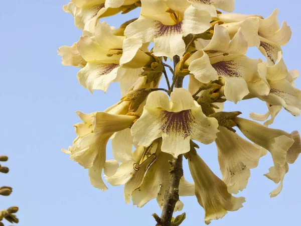 Endemic flower of Madagascar Island