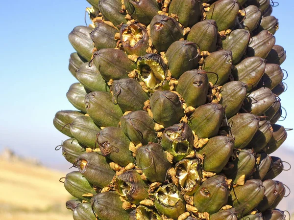 Endemic flower of Madagascar Island