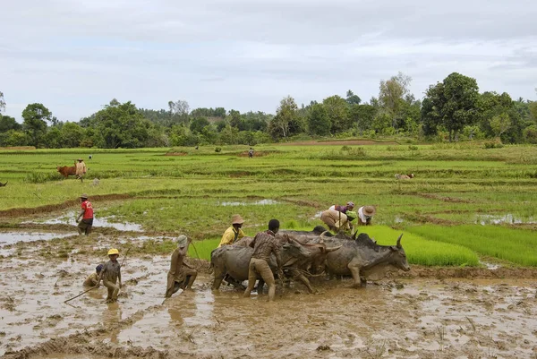 Malagasy farmers plowing agricultural field in traditional way where a plow is attached to bulls, Madagascar