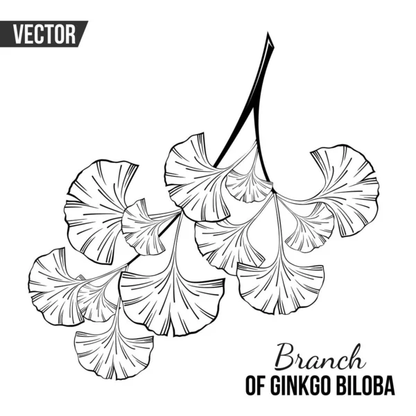 Ginkgo Biloba Ramo Fundo Branco — Vetor de Stock