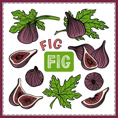 A SET OF SKETCHES OF THE FRUIT OF THE FIG TREE IN VECTOR
