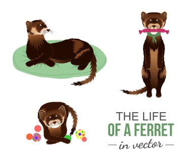 FERRETS WITH THEIR TOYS