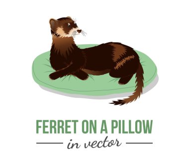  FERRET ON A PILLOW