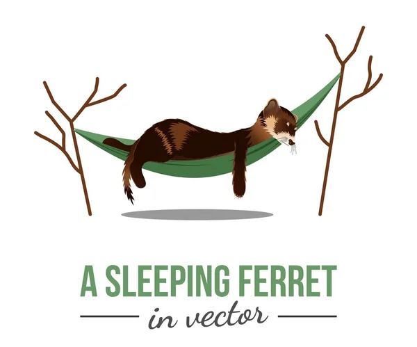 Ferret dormindo em Hammock — Vetor de Stock