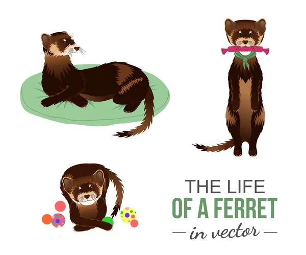 FERRETS WITH THEIR TOYS