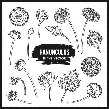 Ranunculus çiçeklerinden oluşan geniş bir set ve vektörde beyaz bir arkaplanda bırakır