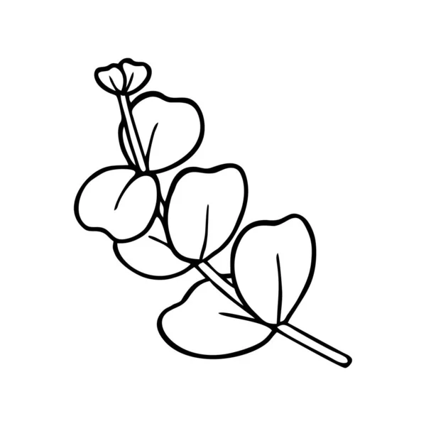 Vector中一个白色背景上的一大勺Eucalyptus — 图库矢量图片