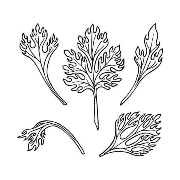 Set Von Ranunculus Leaves Auf Einem Weißen Hintergrund Vektor — Stockvektor