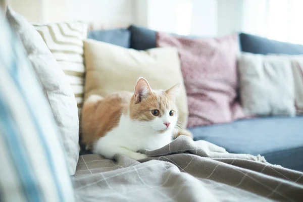 Kedi kanepede yatıyor. — Stok fotoğraf